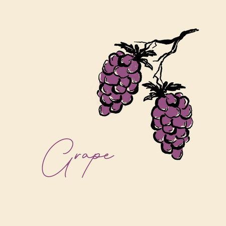 Grapes design on beige background and purple color, hand drawn illustration.の写真素材