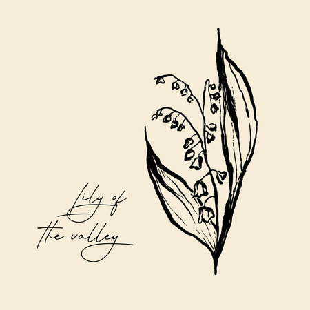Hand drawn doodle illustration lily of the valley. Vector illustration.の写真素材