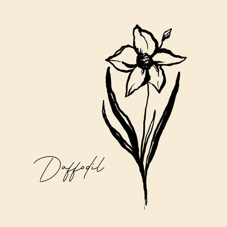 Daffodil flower. Hand drawn botanical illustration.の写真素材