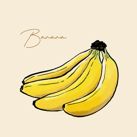 Bunch of bananas. Hand drawn illustration.の写真素材