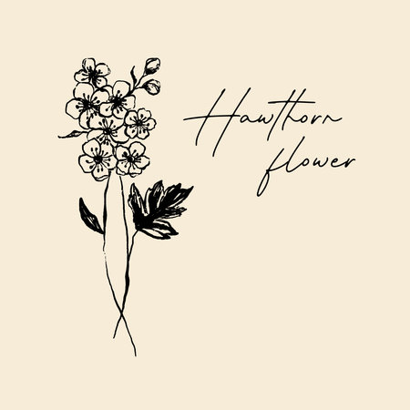 Hand drawn hawthorn flowers with leaves and branches. illustration.の写真素材