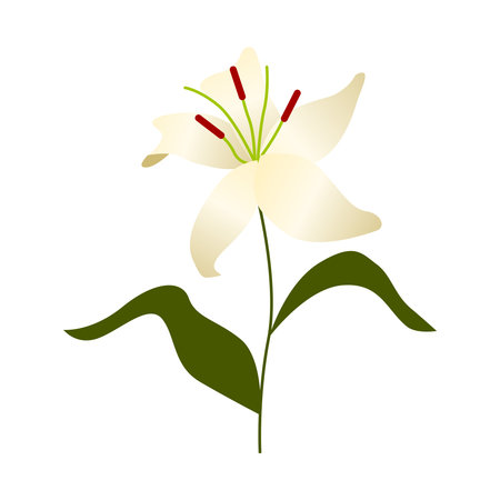 White Lily Flower Illustration Isolated Vectorのイラスト素材