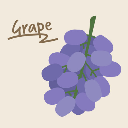 Purple Grapes design. Grape vector illustration.のイラスト素材