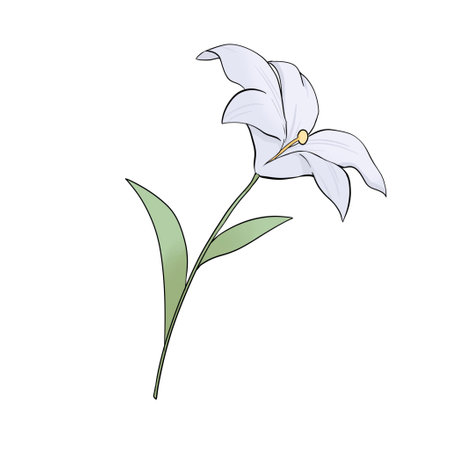Lily Drawing with Stylized Cartoon Style Hand drawn Illustrationの写真素材