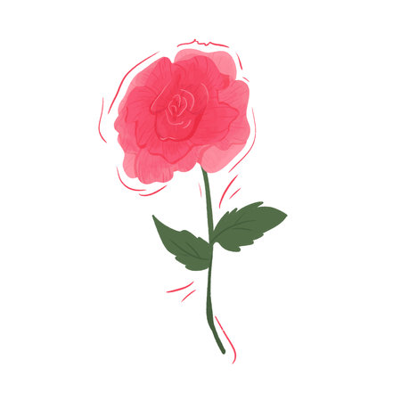 Beautiful Pink Rose Illustration Isolated on Whiteの写真素材