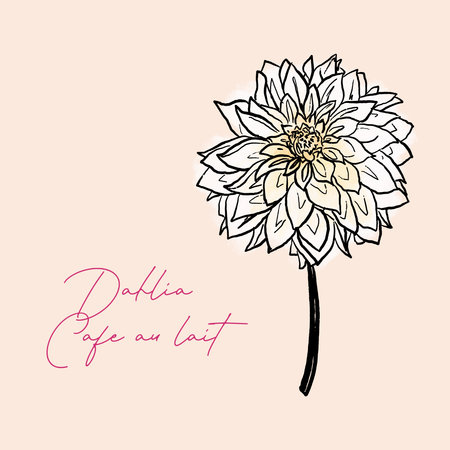 Dahlia flower vector illustration. Hand drawn dahlia flower.の写真素材
