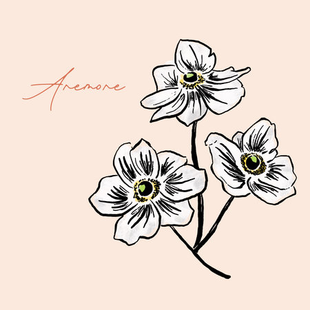 Hand drawn sketch of anemone flowers. Vector illustration isolated on white background.の写真素材