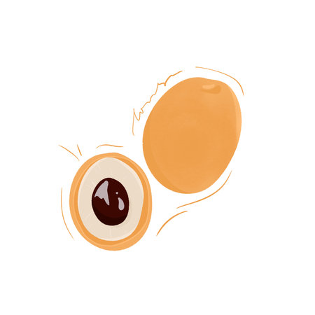 Delicious Longan Illustration Isolated on Whiteの写真素材