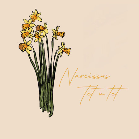Narcissus hand drawn vector illustration. Yellow narcissus flowers.の写真素材