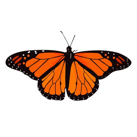 beautiful monarch butterfly vector illustrationのイラスト素材