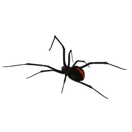 black widow spider vector illustration graphicのイラスト素材