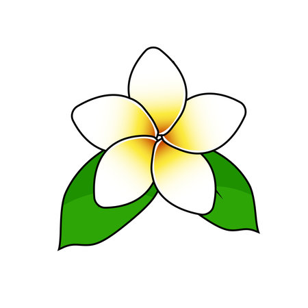 frangipani flower vector illustration graphicのイラスト素材
