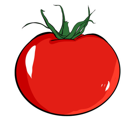 Tomato. Vector illustration of a red tomato on a white background.の写真素材