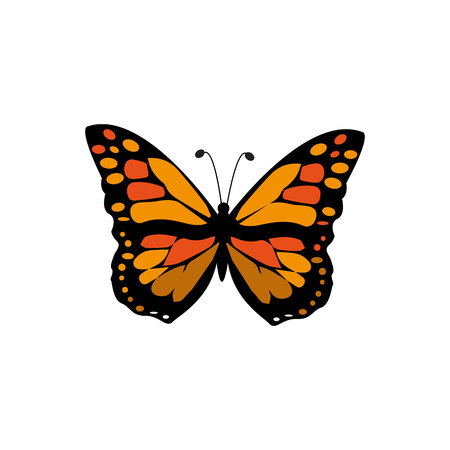 Vector Monarch Butterfly Illustration Isolated On White Background - Vector illustration.eps 10.のイラスト素材