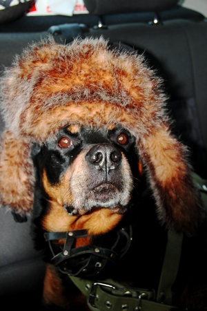 Dog rottweiler in a cap to the cap with ear-flapsの写真素材
