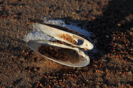 Shell on beach sand. Gulf of Finland. musselsの写真素材