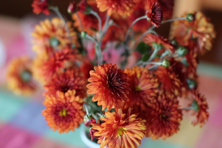 Beautiful bouquet of chrysanthemums in red colorsの写真素材