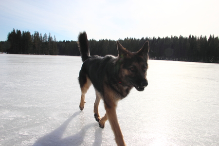beautiful young Alsatian dog on the frozen lakeの写真素材
