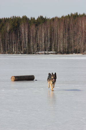 beautiful young Alsatian dog on the frozen lakeの写真素材