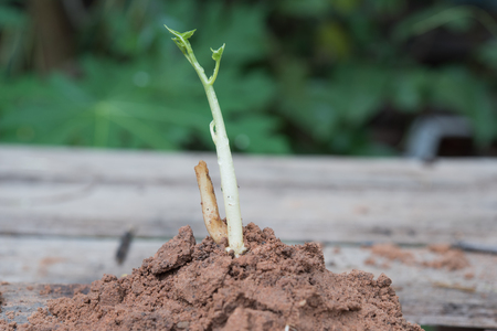 tree growing on soil with green background / baby plant begins new lifeの写真素材