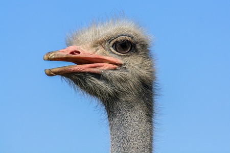 head ostrich on a background of blue skyの写真素材