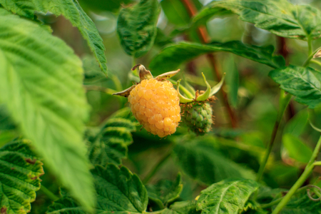 berry white raspberry on the branchの写真素材