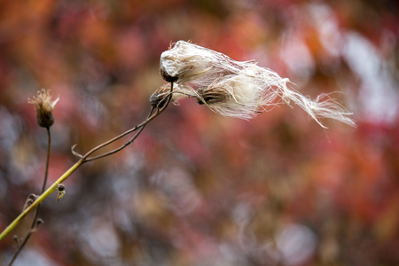 disheveled in the wind