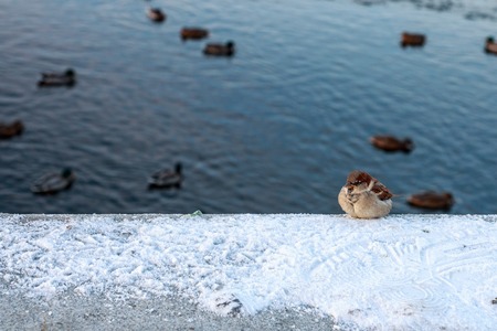 winter Sparrowの写真素材