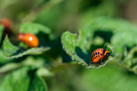 the larvae of the Colorado potato beetle on the leaf