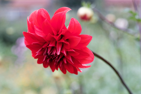 red Dahlia is leaning on the stem, natural background outdoorの写真素材