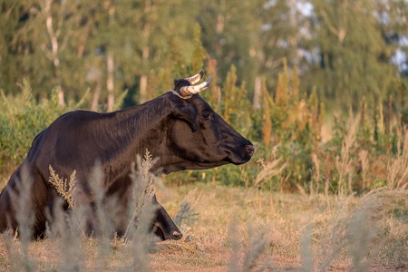 a black cow lying on the ground and looks to the side, a cow with hornsの写真素材