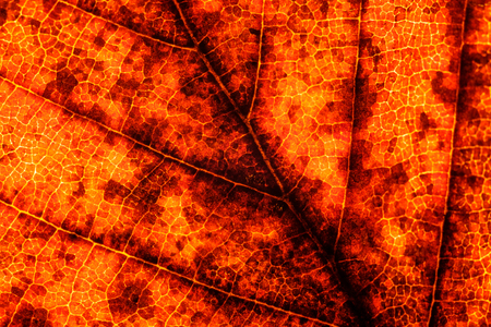 closeup of a red-yellow autumn leaf on a gleam, the veins and the petiole, leaf structureの写真素材