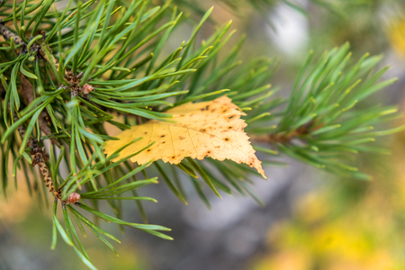 yellow birch autumn leaf on a branch of pine, outdoorの写真素材