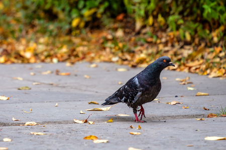 stretched neck dove is on the pavement, the autumn seasonの写真素材