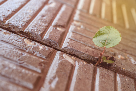 in spite of that the plant grows in the cracks of paving slabs, the desire to growの写真素材