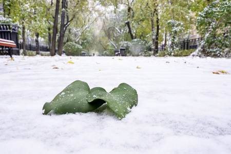 on the first snow green leaf, in the big city the first snow on the sidewalk, the beginning of winterの写真素材