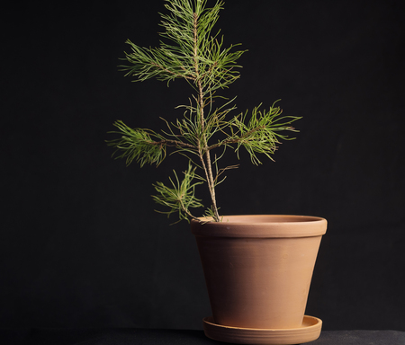 in a clay pot the sprig of pine is all on a black backgroundの写真素材