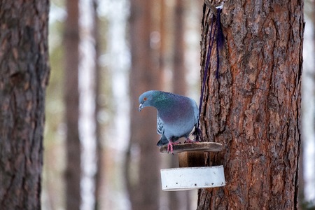 Pine to which is shown a trough on it sits a pigeon in search of foodの写真素材
