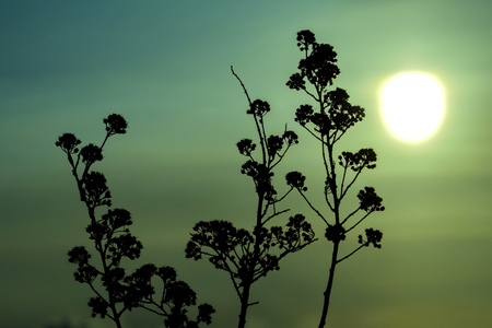 dry plants in winter against the background of the setting sunの写真素材