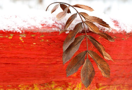 rowan leaf close-up on a red wooden rake background, winter time snowの写真素材