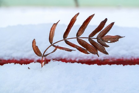 close-up of rowan leaves in winter on wooden boardsの写真素材