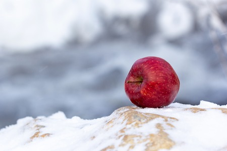 winter time cold frost and snow and on this background a red apple is locatedの写真素材