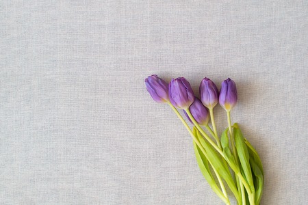 lilac tulips in number of five pieces on a white backgroundの写真素材