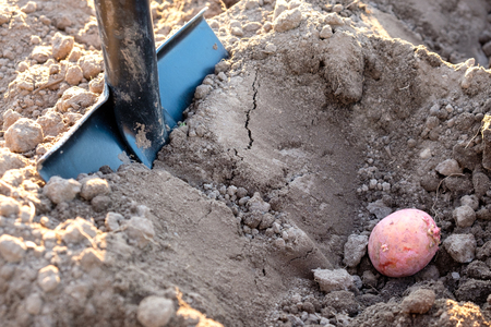 in the ground potatoes that I now dig with a shovel, the process of planting potatoes in rural areasの写真素材