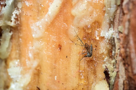 pine oleoresin in which a mosquito is stuck, an insect in the resin of a coniferous tree