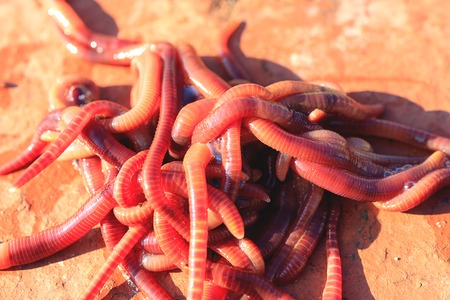 On red brick there are red worms for fishing, summer time is a sunny dayの写真素材