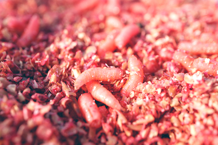 Maggots in sawdust storage of sponge for future use, fishing attachment