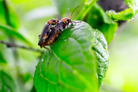 the breeding period of the beetles firefighters, the sex of beetles on a branch of a shrub in summer...