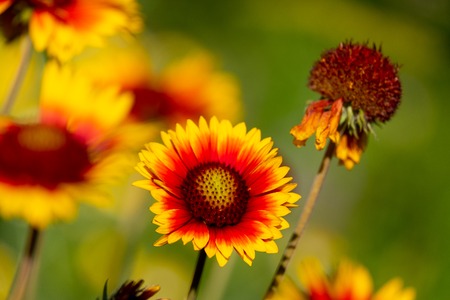 the diagonal of gaylardiya flower growing outdoor perennials orange and yellow colors, the background blurred other flowers in a summer dayの写真素材