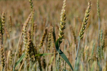 wheat ears on a stalk growing in the field, the background of wheat fieldの写真素材